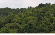 Thu tiền dịch vụ môi trường rừng cả nước năm 2018 đạt hơn 2.900 tỷ đồng